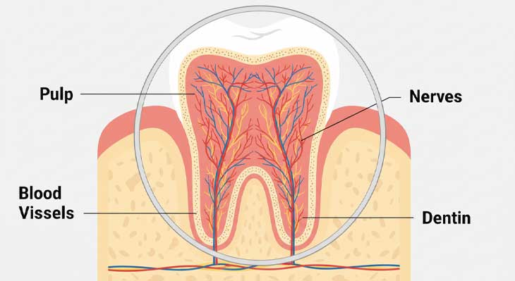 پالپ دندان چیست؟