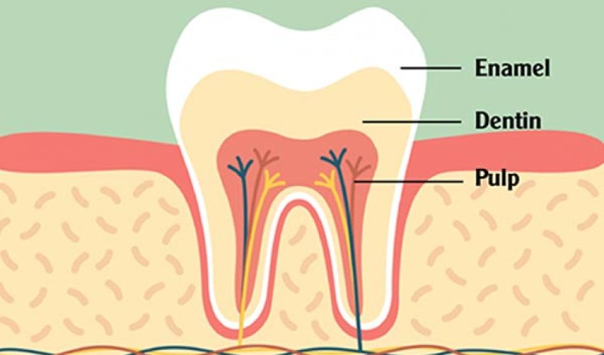 پالپ دندان چیست؟